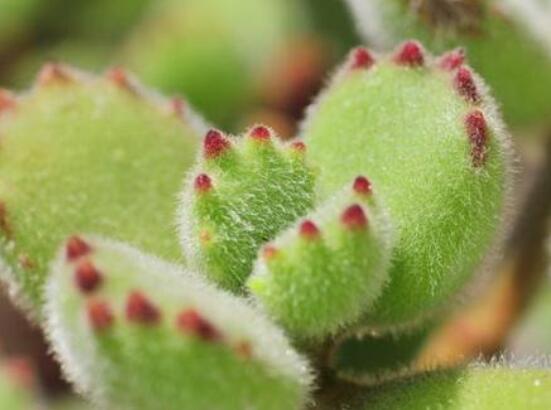 熊童子怎么養(yǎng)開花，做好五個(gè)要點(diǎn)花開爆盆