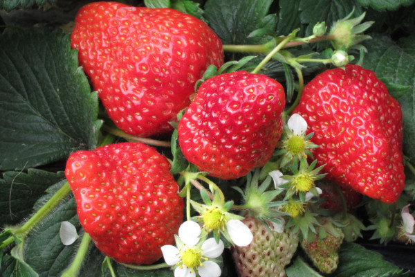 草莓種子種植方法，先浸泡催芽再上盆栽植