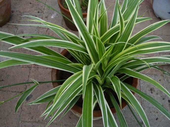 吊蘭的種類及圖片，介紹常見(jiàn)的四種吊蘭品種