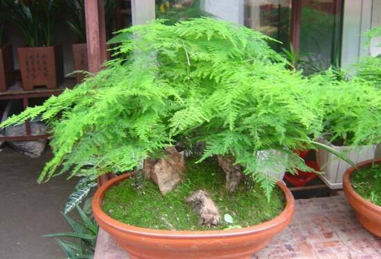 文竹多久澆次水，文竹怎么澆水