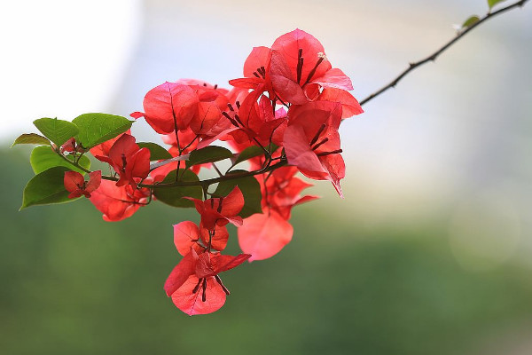 三角梅能放臥室嗎，可以放臥室但不建議長期擺放