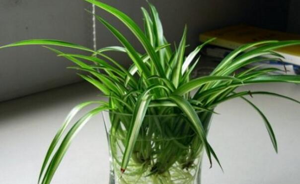 吊蘭水培方法，5個(gè)小步驟可以讓你的吊蘭長得郁郁蔥蔥