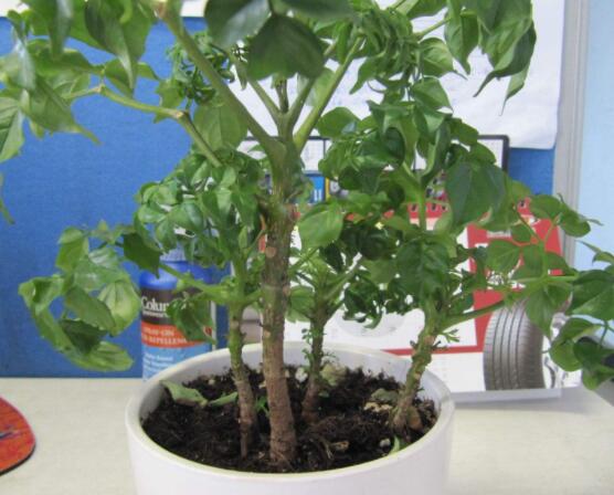 幸福樹(shù)病蟲(chóng)害，盤(pán)點(diǎn)最常見(jiàn)的四種病蟲(chóng)害防治大全