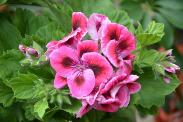 石臘紅怎么養(yǎng)，5步教你養(yǎng)好石臘紅