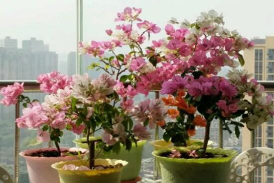 三角梅多久澆一次水，三角梅澆水方法