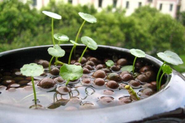 銅錢草的根怎么水培，既簡單又實用