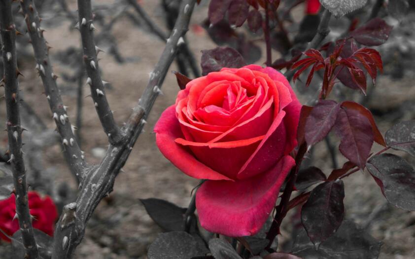 送玫瑰花朵數(shù)的含義，999朵天長地久的愛