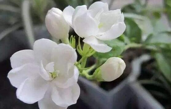 茉莉花怎么養(yǎng)，茉莉花養(yǎng)殖方法