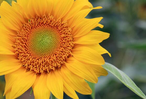 向日葵的花語和寓意，代表著沉默的愛、我的心永遠追隨你