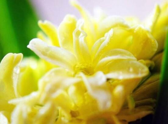 風(fēng)信子象征著什么意思，重生的愛/不同花色不同象征意義