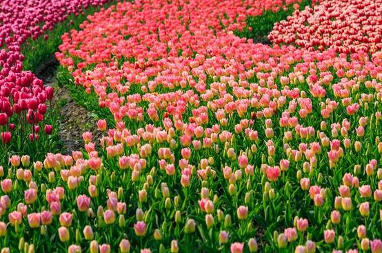 郁金香花期，每年花期為3-5月