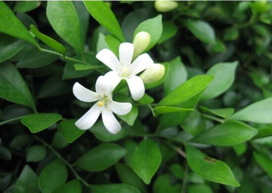 九里香怎么養(yǎng)，九里香的養(yǎng)殖方法