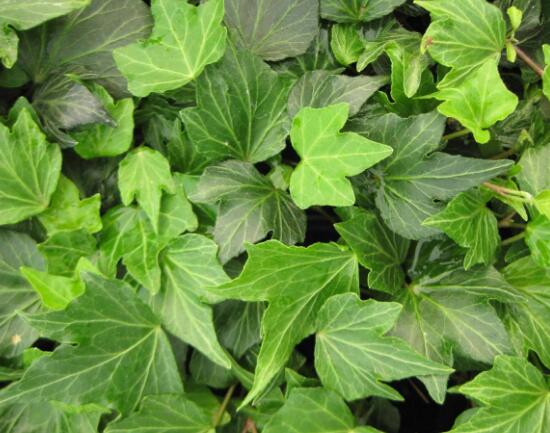 常春藤有哪些品種，常春藤品種圖片大全