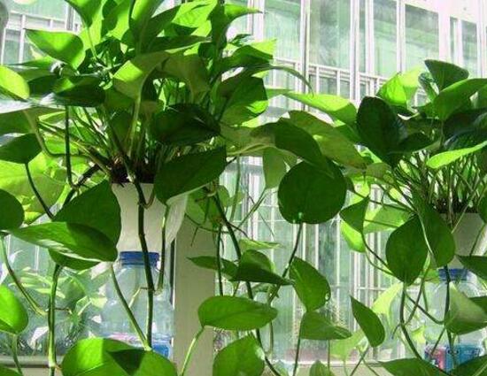 綠蘿怎么養(yǎng)長得快茂密，綠蘿的養(yǎng)殖方法