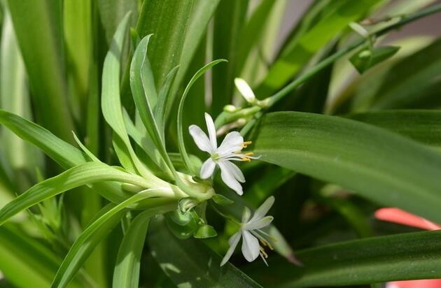 金魚吊蘭的品種，5種常見的品種欣賞