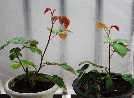 月季花怎么修剪，月季花的修剪方法