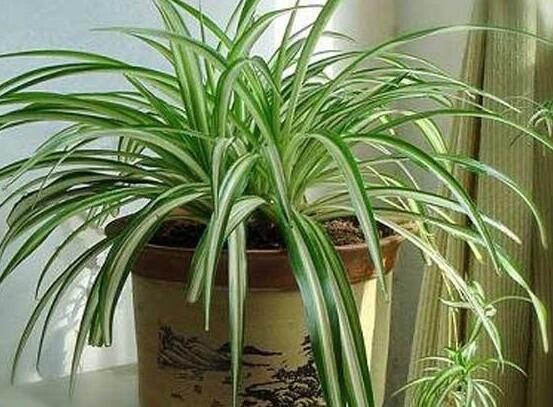 金心吊蘭的養(yǎng)殖方法及注意事項(xiàng)，9種方法幫你把金心吊蘭養(yǎng)爆盆