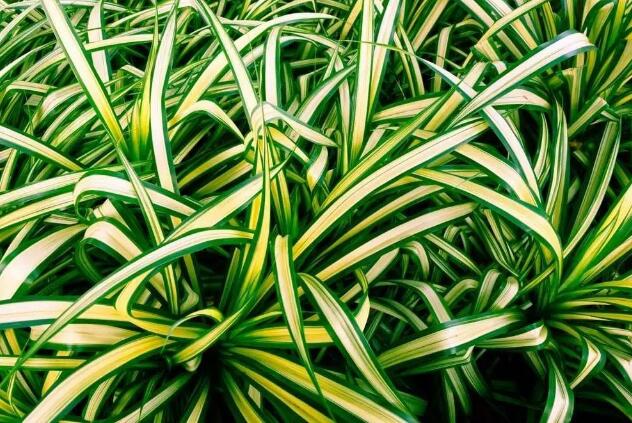 吊蘭的種類及圖片，介紹常見(jiàn)的四種吊蘭品種