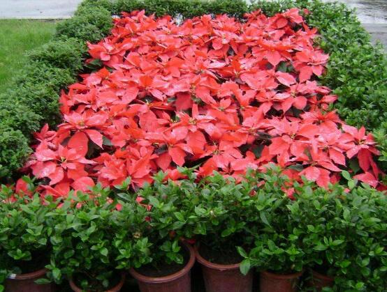 家中養(yǎng)一品紅有什么好處，家中有孕婦能養(yǎng)一品紅嗎