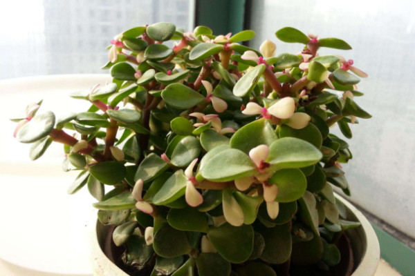 金枝玉葉什么時候修剪，最佳修剪時間選擇春季