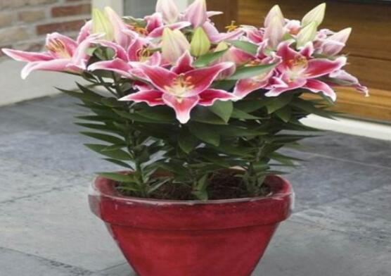百合花盆栽的養(yǎng)殖方法，老農(nóng)教你最簡單六種基本養(yǎng)殖方法