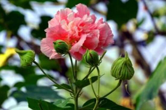 芙蓉花怎么繁殖，芙蓉花的扦插方法