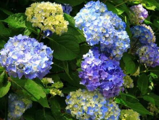 繡球花可以放在臥室嗎，不能/誤食導(dǎo)致嘔吐不止、呼吸減弱