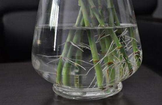 水培的富貴竹葉子發(fā)黃，教你四種解決好辦法(生長碧綠)