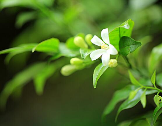 七里香和九里香的區(qū)別，教你三種區(qū)別方法(形態(tài)/生長(zhǎng)/作用)
