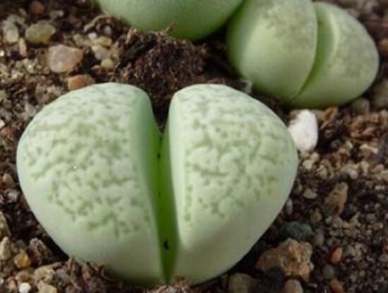 生石花有多少品種，欣賞最好看的六大品種