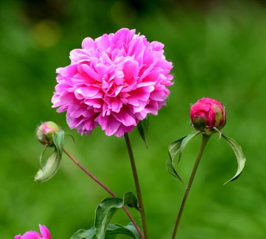 芍藥花能在家里養(yǎng)嗎，吸收陰氣/陽宅鎮(zhèn)不住(迷信說法)