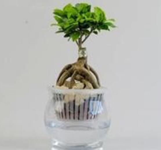榕樹可以水培嗎，榕樹水培方法