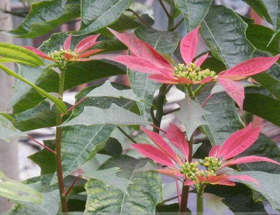 一品紅葉面發(fā)黑怎么辦，一品紅葉面發(fā)黑解決辦法