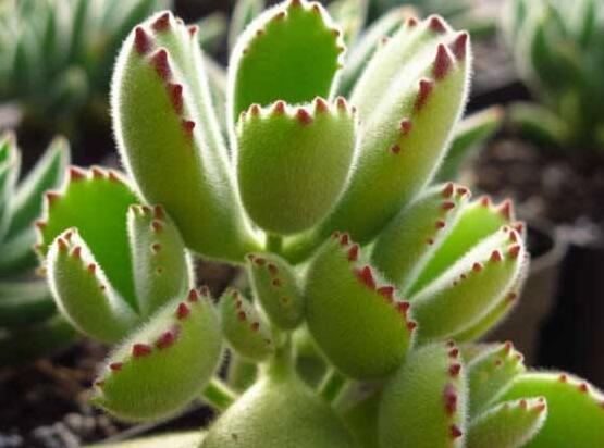 熊童子掉葉子怎么回事，三種原因以及解決方法