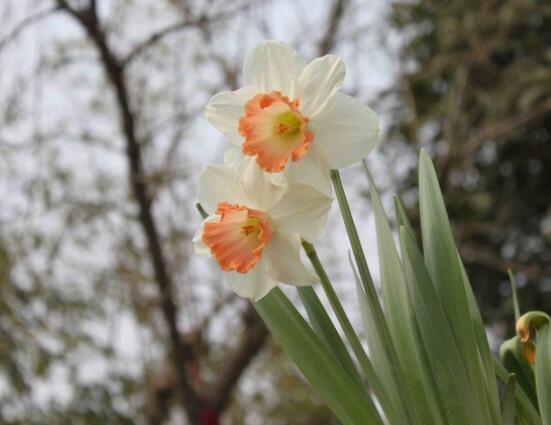 洋水仙土培好還是水培好，土培存活率高、水培易爛根