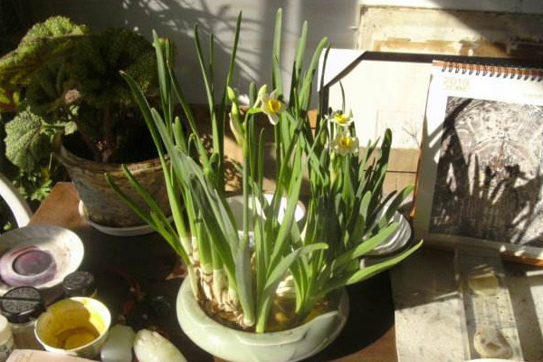 水仙花開敗后怎么處理，四個方法處理水仙花