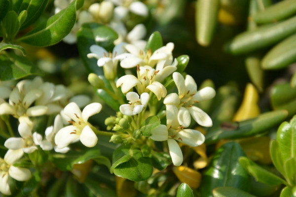 海桐怎么養(yǎng)殖，保證光照充足并控制好環(huán)境溫度