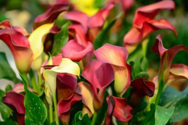 彩色馬蹄蓮為什么不能復花，品種特殊復花難度大