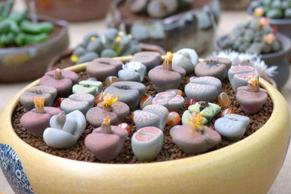 生石花好養(yǎng)嗎，分享生石花的養(yǎng)殖經(jīng)驗(yàn)