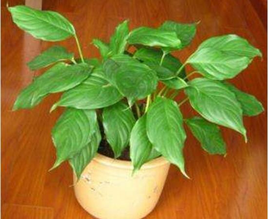 廣東萬年青怎么養(yǎng)，廣東萬年青的養(yǎng)殖方法和注意事項