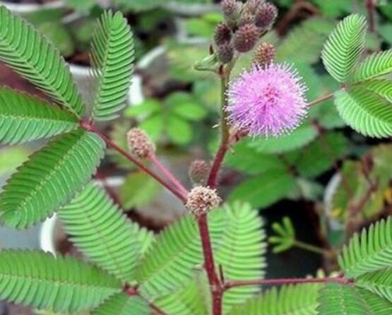 養(yǎng)含羞草對(duì)人體有害嗎，含有輕微的毒性/無(wú)害(放心養(yǎng)殖)