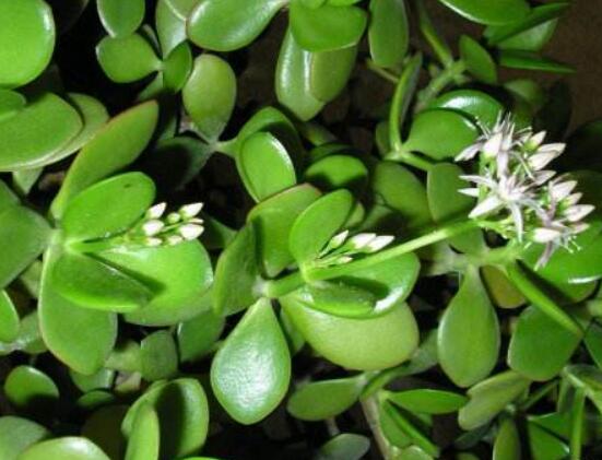 燕子掌怎么養(yǎng)長得更快，做好五個要點(diǎn)盆盆爆滿