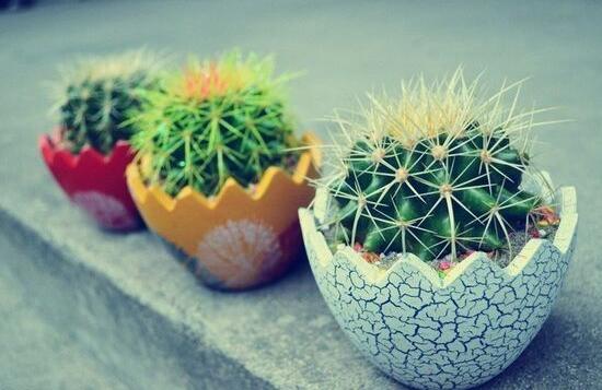 小仙人球澆水多少毫升，澆水的量一般以100-200毫升為準