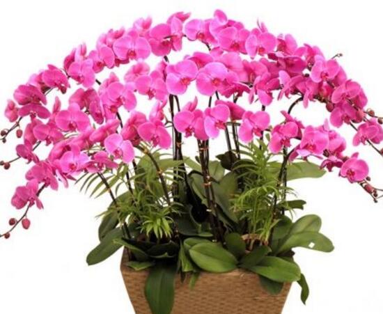 蝴蝶蘭怎么養(yǎng)才能開花，蝴蝶蘭的養(yǎng)殖方法