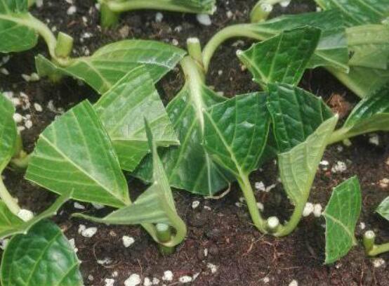 繡球花扦插方法圖解，老農(nóng)教你三點基本步驟