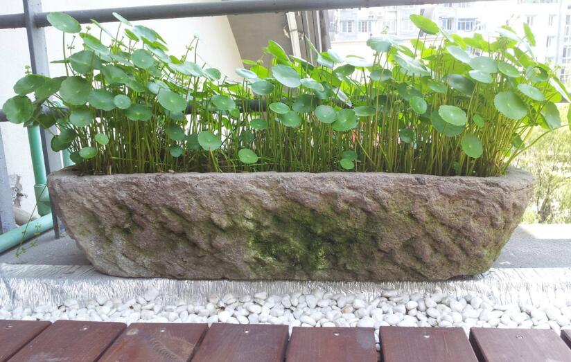 銅錢草怎么種，4個(gè)養(yǎng)殖方面要注意