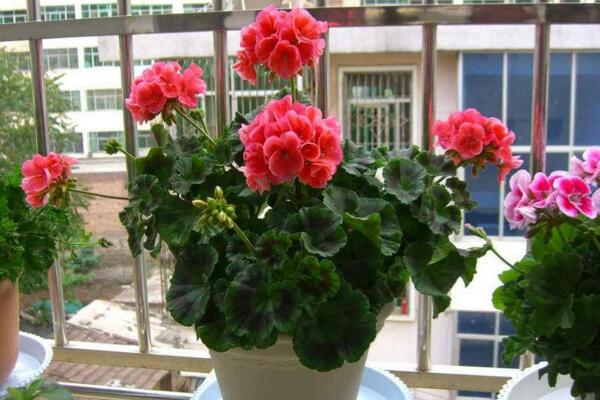 天竺葵過冬方法，5大要點(diǎn)可確保天竺葵順利過冬