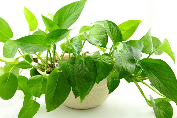 用阿司匹林澆綠蘿怎么做，磨成粉末兌水稀釋