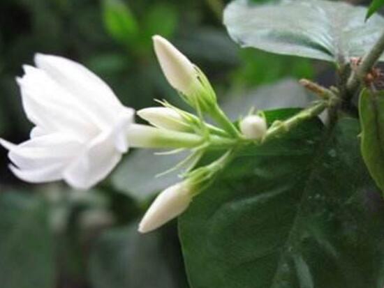 茉莉花圖片，潔白如雪、芳香迷人