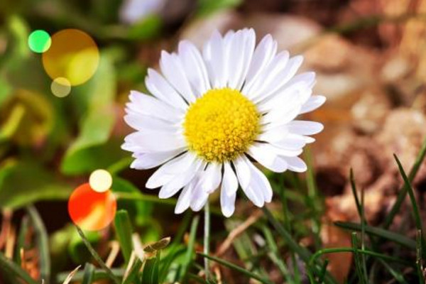 小雛菊怎么養(yǎng)，做好以下4點是關(guān)鍵